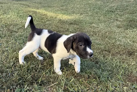Hunter - Halloween Litter