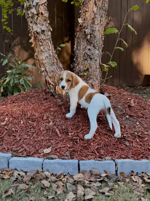 Glinda - Halloween Litter