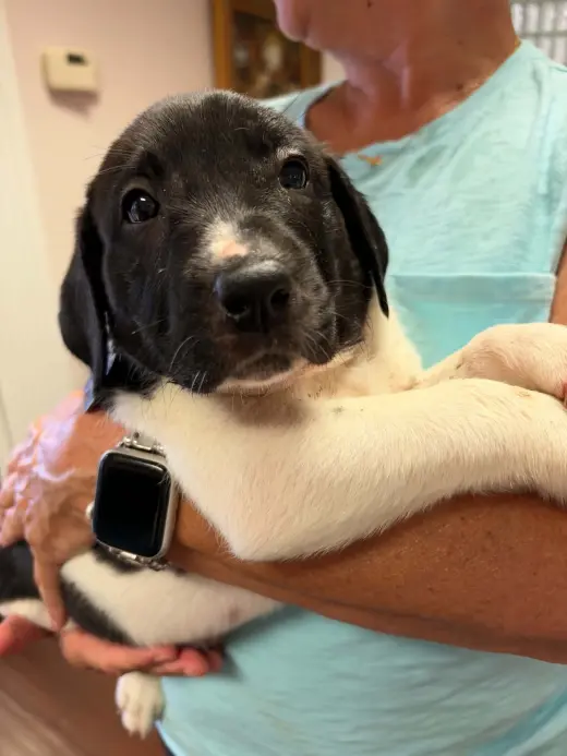Carver - Halloween Litter