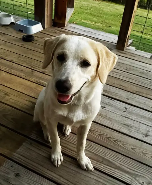 Penny