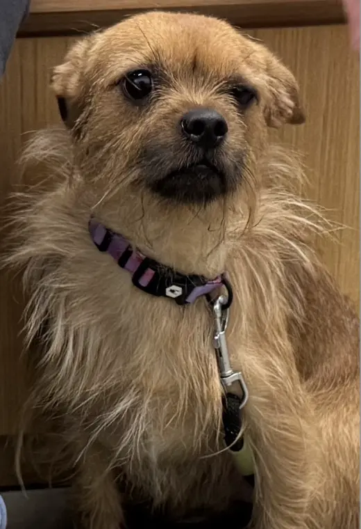 Rufus