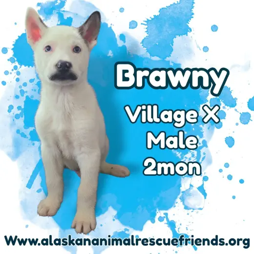 Brawny