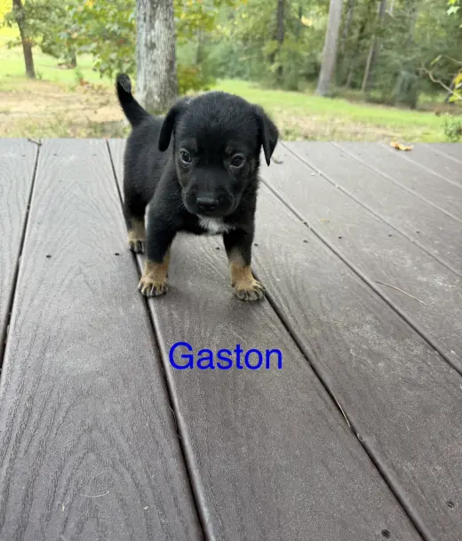Gaston
