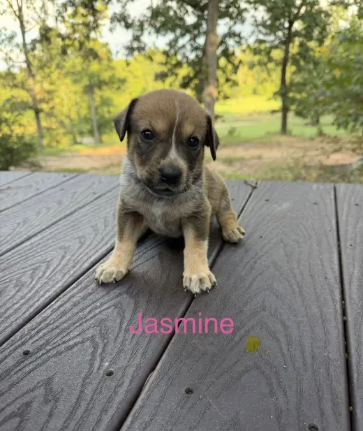 Jasmine