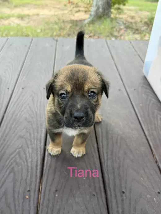 Tiana