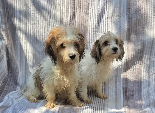 CAVACHON 1 male,1 female