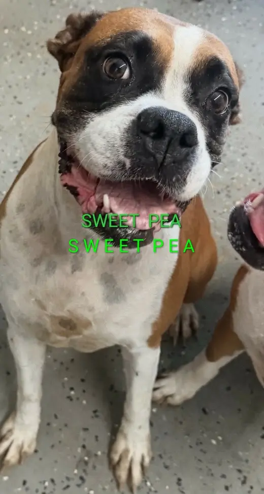 Sweetpea *Adoption Pending*
