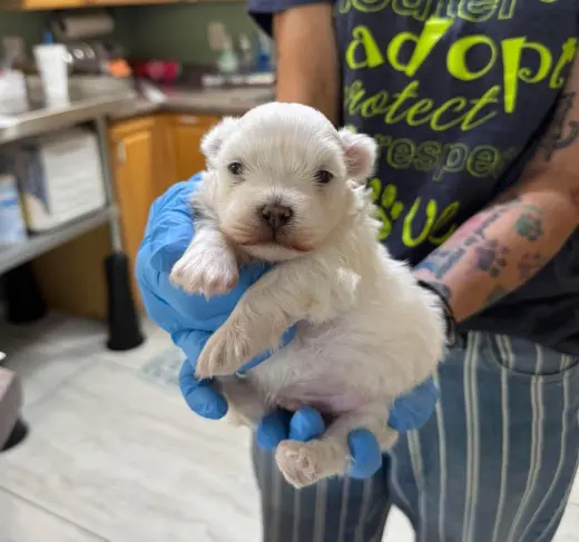 Skeeter (NOT YET AVAILABLE)