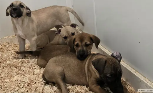 Choc Lab/Feist pups Boys