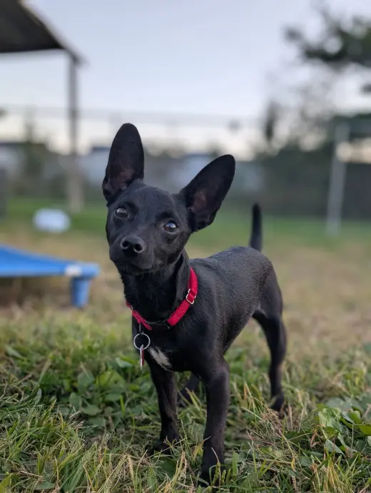 Chili the Chi