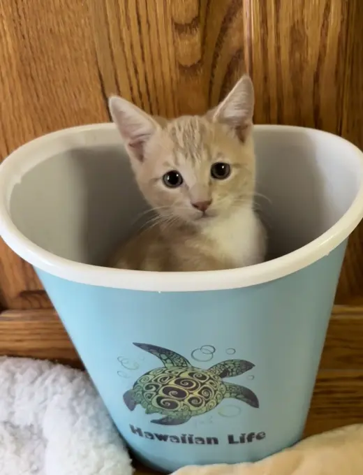 Chai Tea ( JJ)