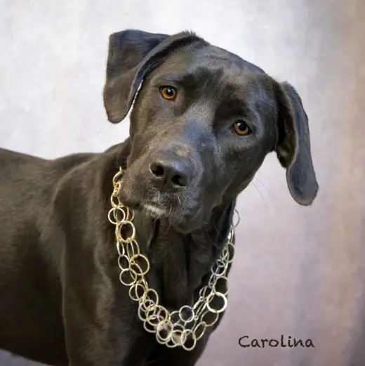 Carolina