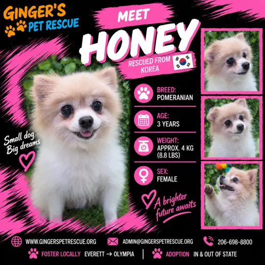 Honey From Korea