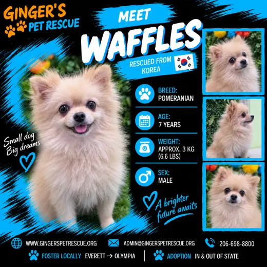 Waffles From Korea