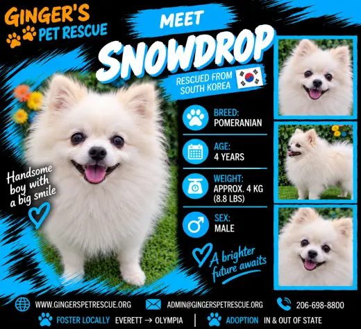 Snowdrop From  Korea