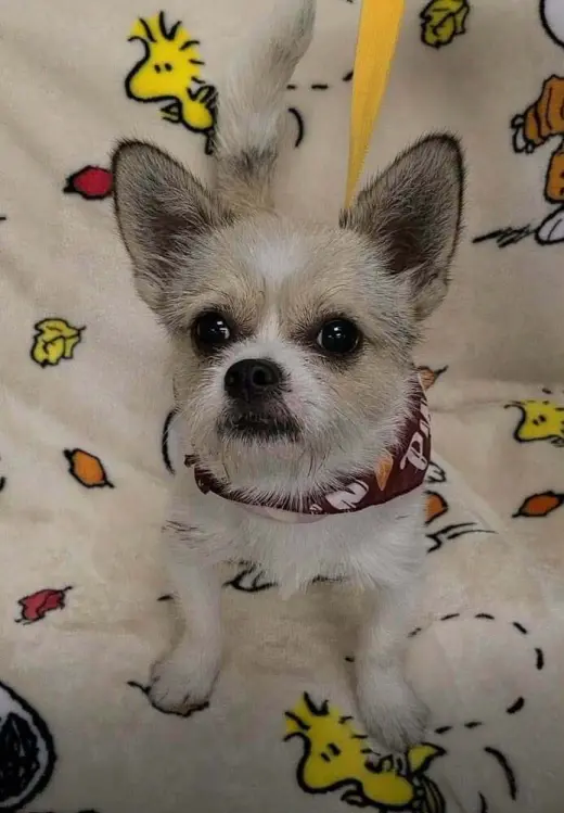 Oliver (AL)