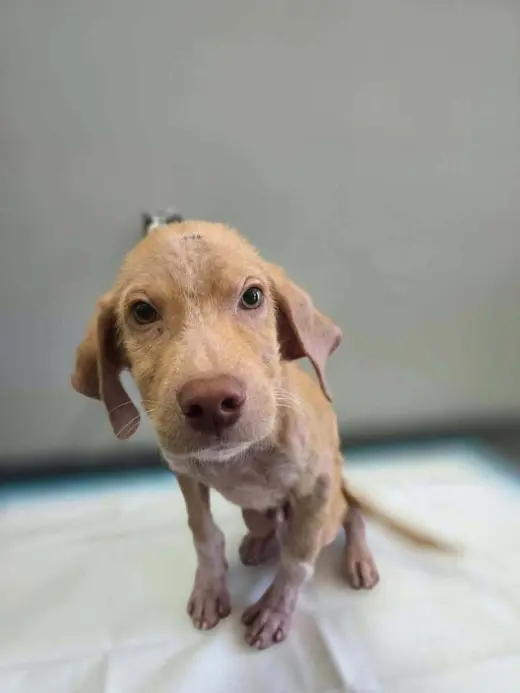 Cooper (AL)