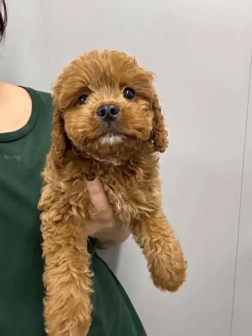 Winston (OH)