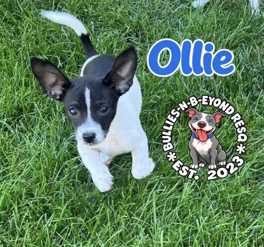 Ollie