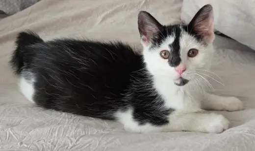 Rosie