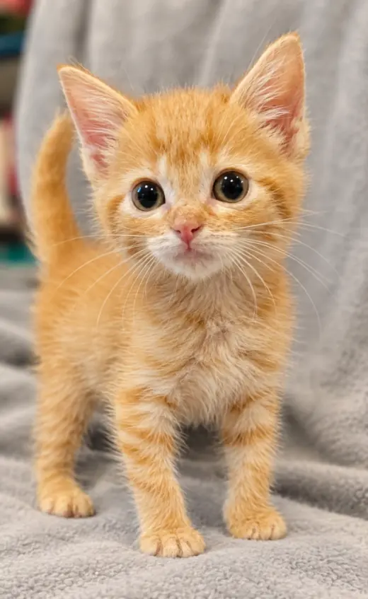 Pip