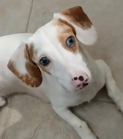 Sinatra