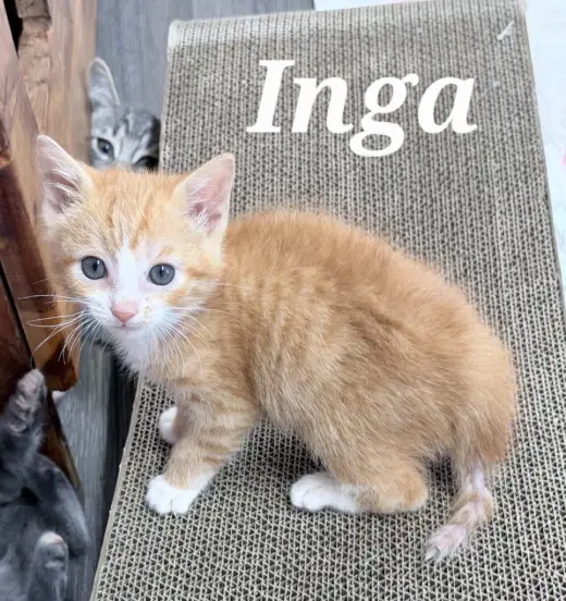 Inga
