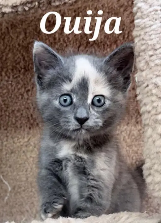 Ouija