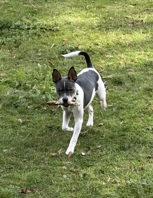 Peanut