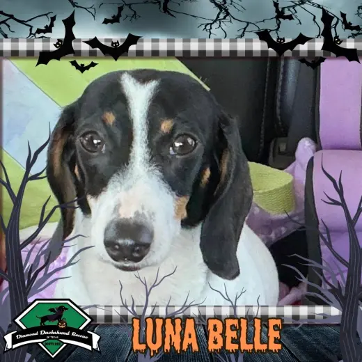Luna Belle