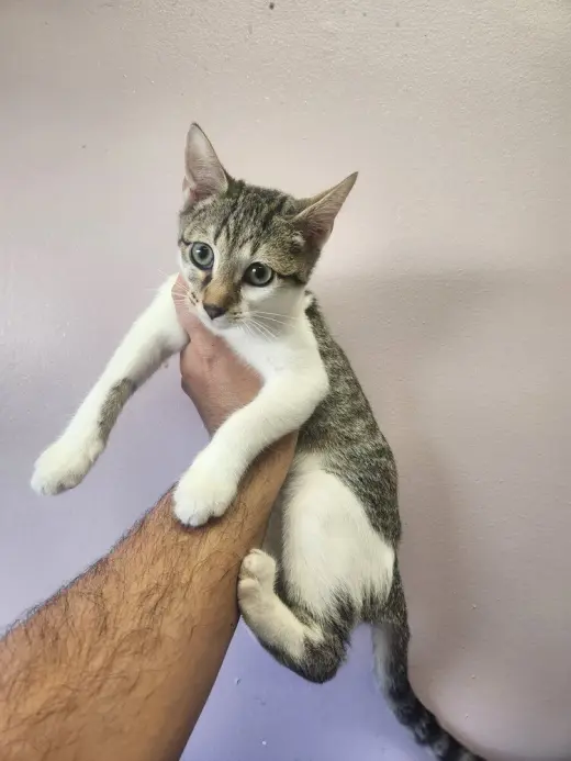 Batty Koda