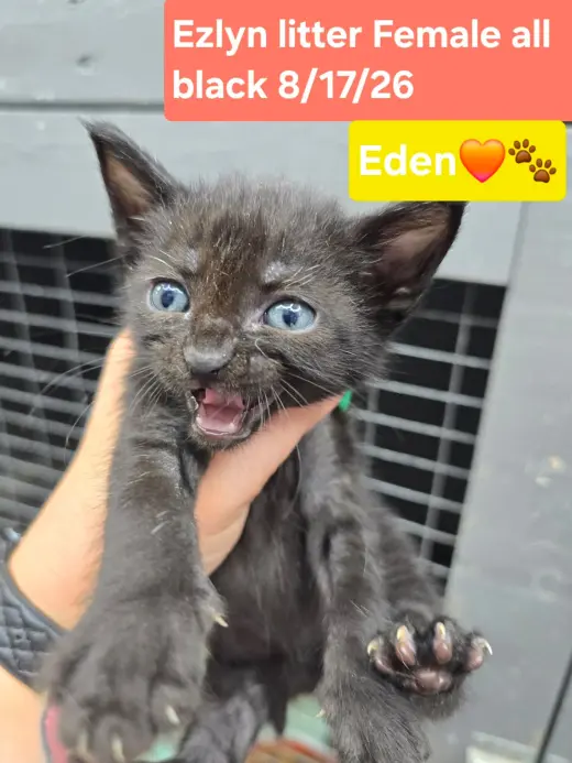 Eden
