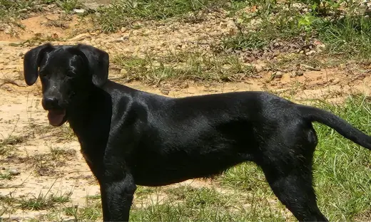 Piper