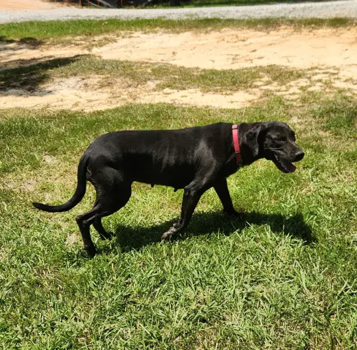 Penny