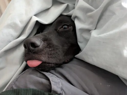 Pepper