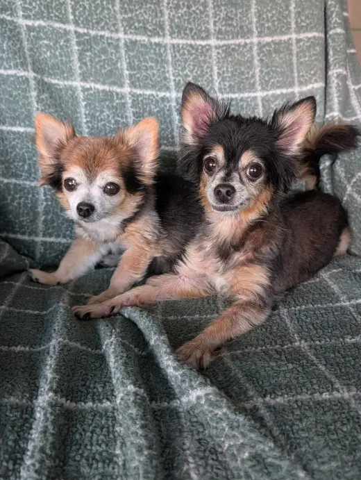 Zeus & Scruffy - A Bonded Pair!
