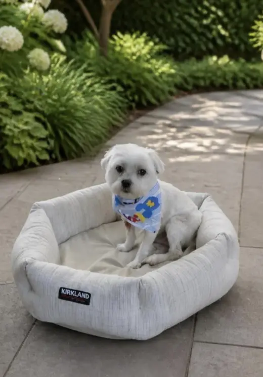 Chewy