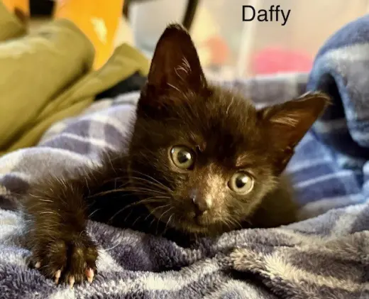 DAFFY