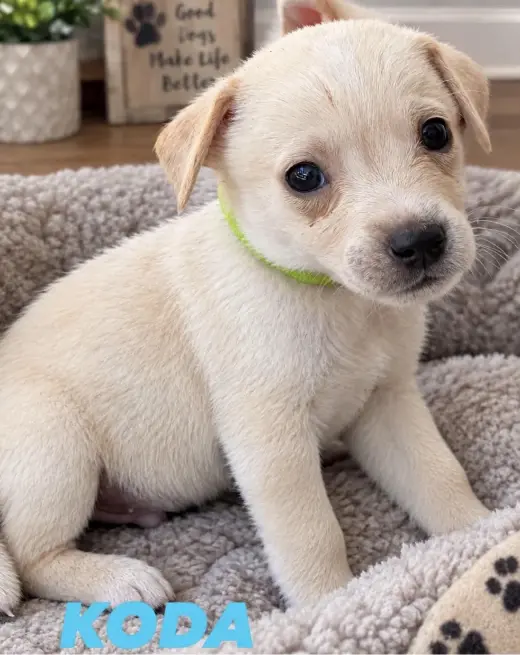 Koda