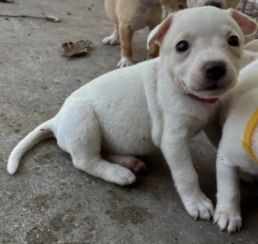 Kira
