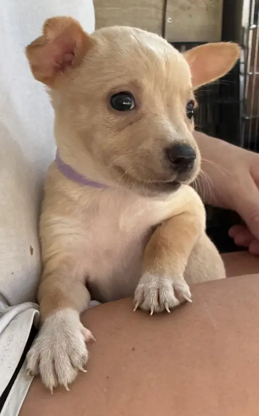 Kiki