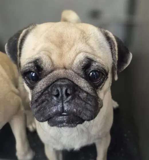 STELLA
