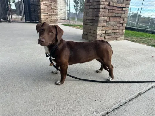 TOOTSIE