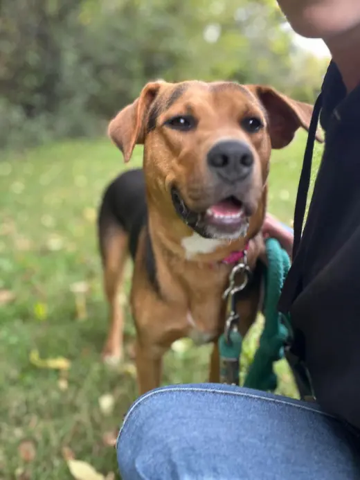 Ox- At the Shelter