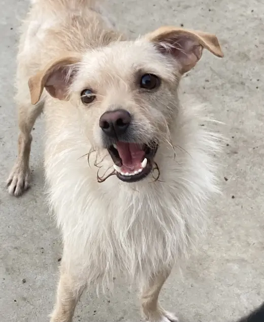 Ringo