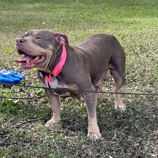 DELILAH
