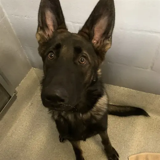 WILL