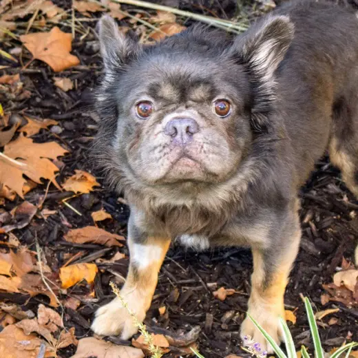EWOK