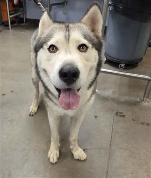TUNDRA