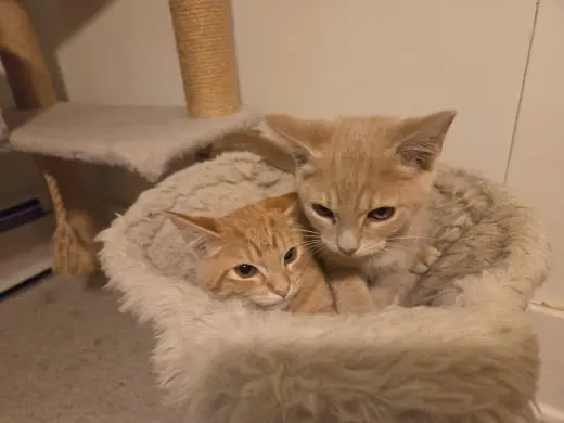 Fred and George (FCID# 10/05/2026 - 11, 12)